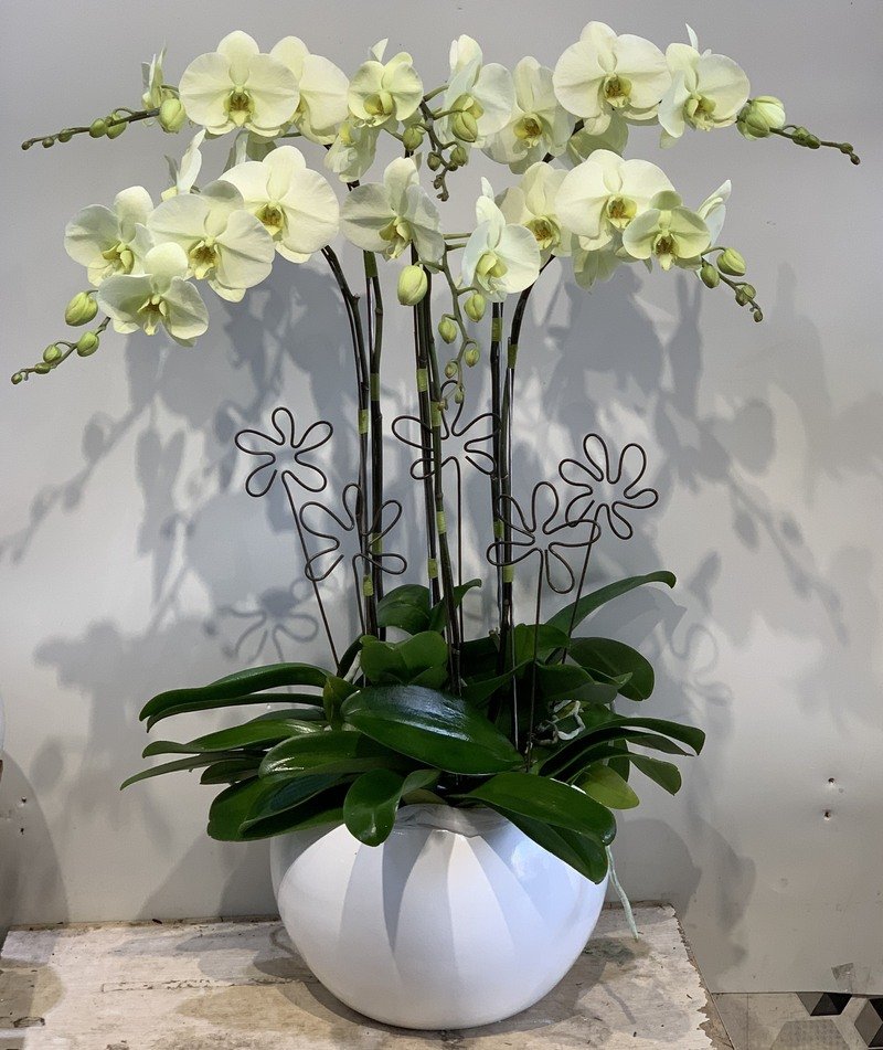 Chậu lan hồ điệp xanh táo gợi cảm giác tươi mát