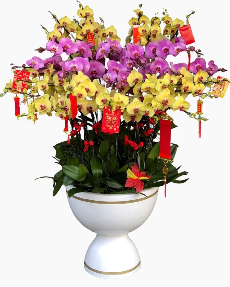 Hướng dẫn cách chọn chậu lan hồ điệp tươi lâu đón tết