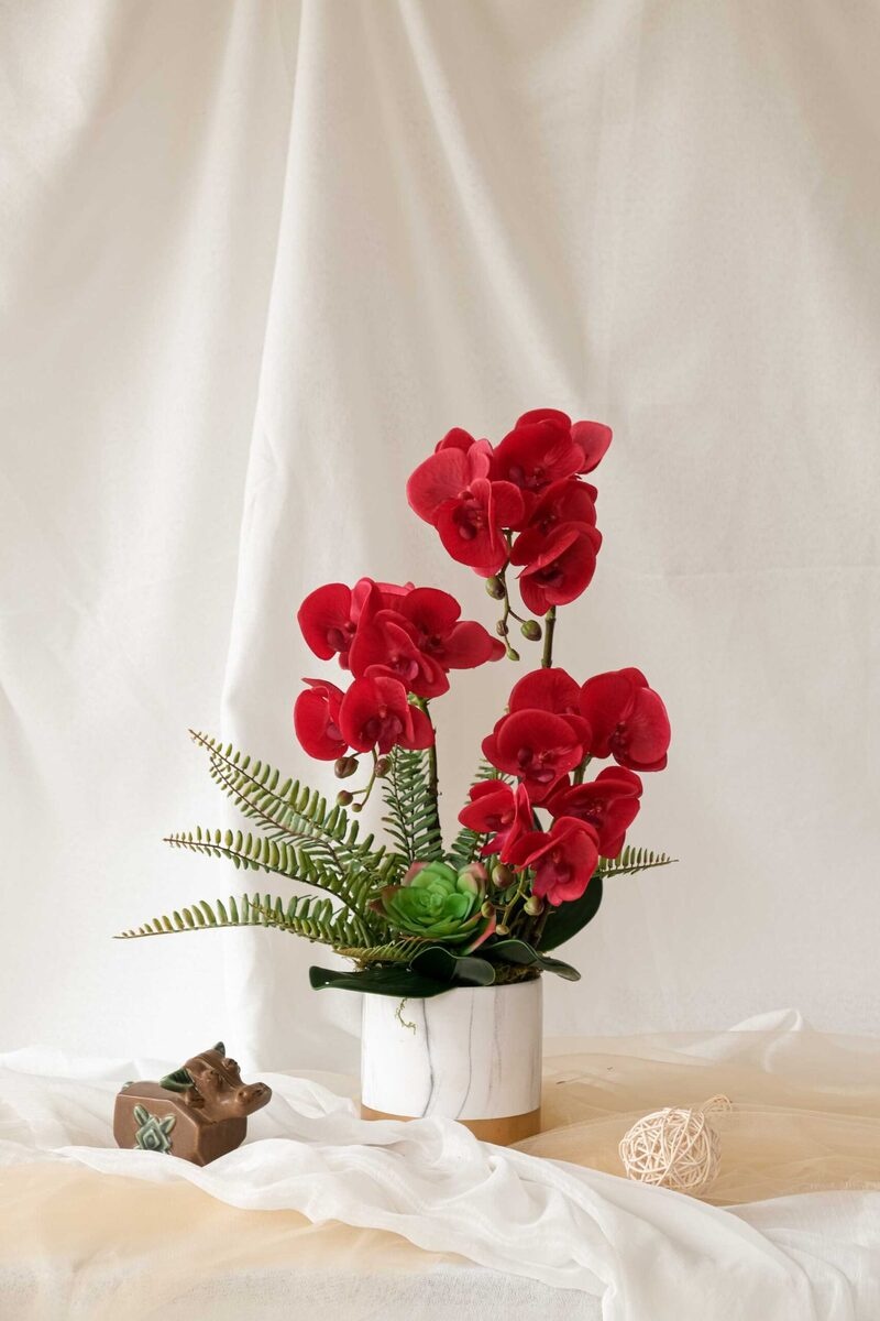 Lan hồ điệp đỏ tượng trưng cho sự may mắn