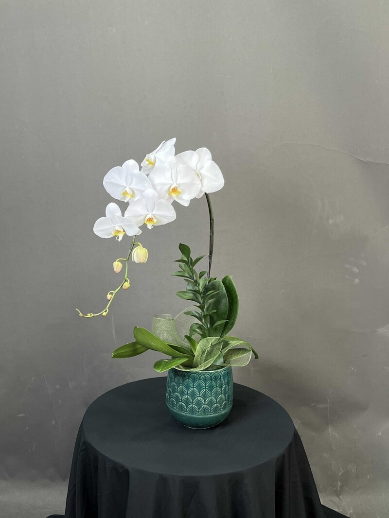 Chậu lan hồ điệp 1 cành tượng trưng cho sự khởi đầu tốt đẹp