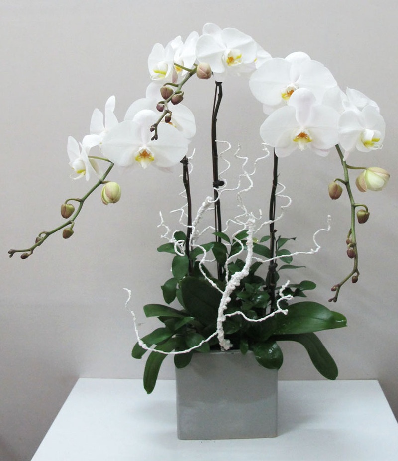 Chậu lan hồ điệp 3 cành mang thông điệp về sự ổn định, phát triển cân bằng