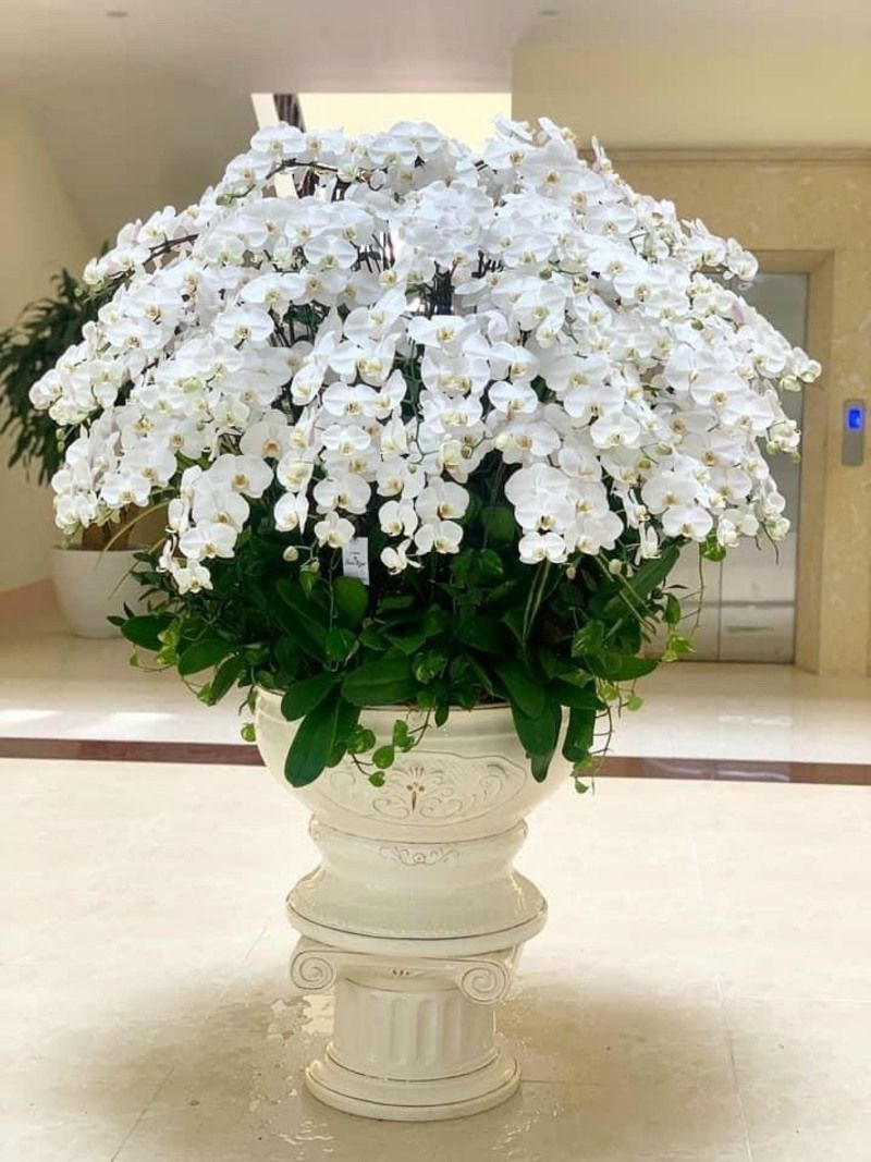 Chậu lan hồ điệp 50 cành sang trọng, đẳng cấp