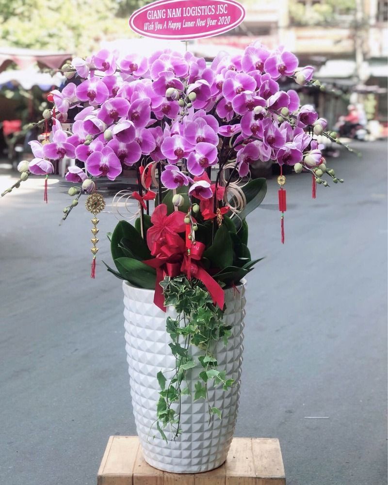 Chậu lan hồ điệp màu tím nổi bật, sang trọng