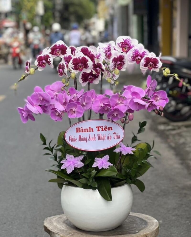 Chậu lan hồ điệp 10 cành tặng sinh nhật