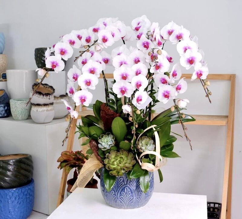 Chậu lan hồ điệp 10 cành là món quà ý nghĩa để gửi tặng khai trương, tân gia