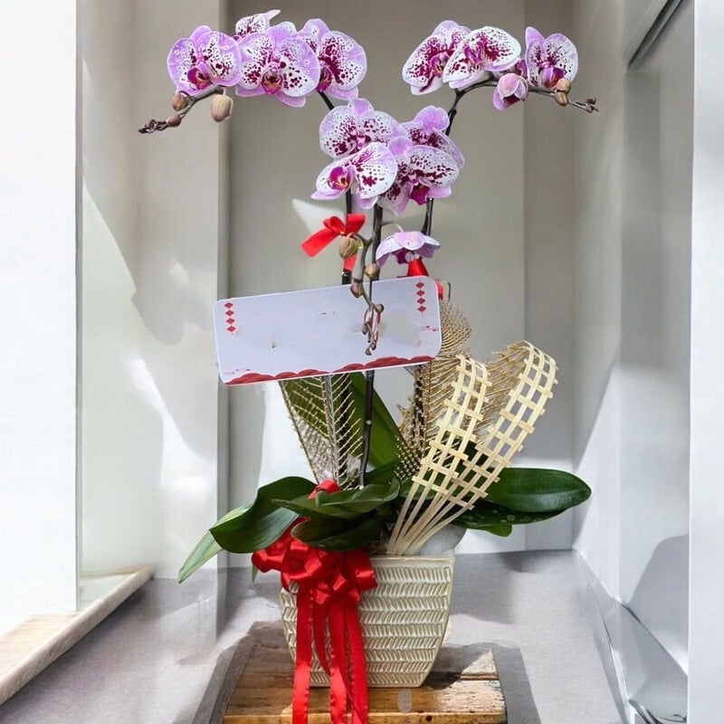 Chậu lan hồ điệp 3 cành mang ý nghĩa Phúc - Lộc - Thọ