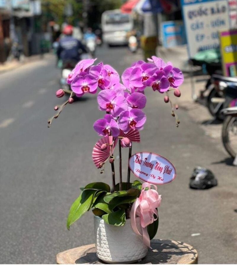 Lan hồ điệp 3 cành gửi gắm lời chúc khai trương hồng phát