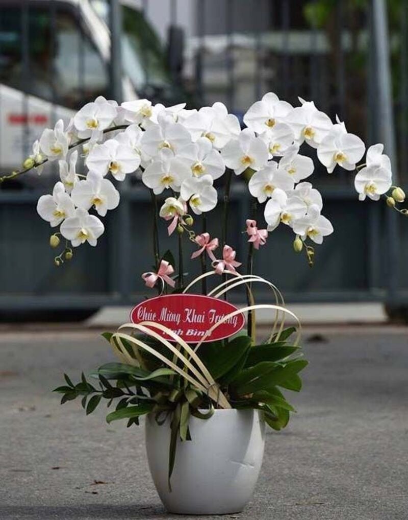 Chậu lan 5 cành tặng dịp khai trương