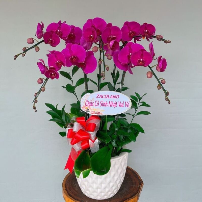 Chậu lan hồ điệp màu hồng 5 cành tặng sinh nhật