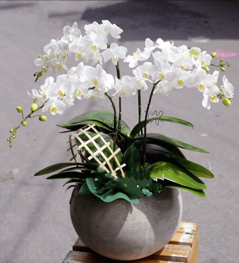 Lan hồ điệp là loại hoa 8/3 tặng vợ đầy ý nghĩa