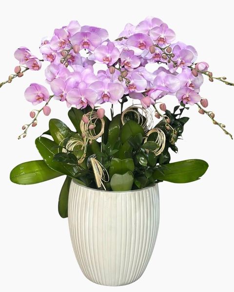 Hoa lan hồ điệp là món quà trao tặng đầy ý nghĩa
