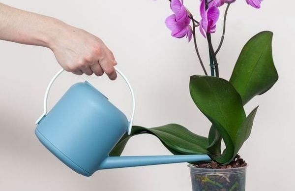 Đảm bảo rễ cây lan hồ điệp không ngập nước khi tưới