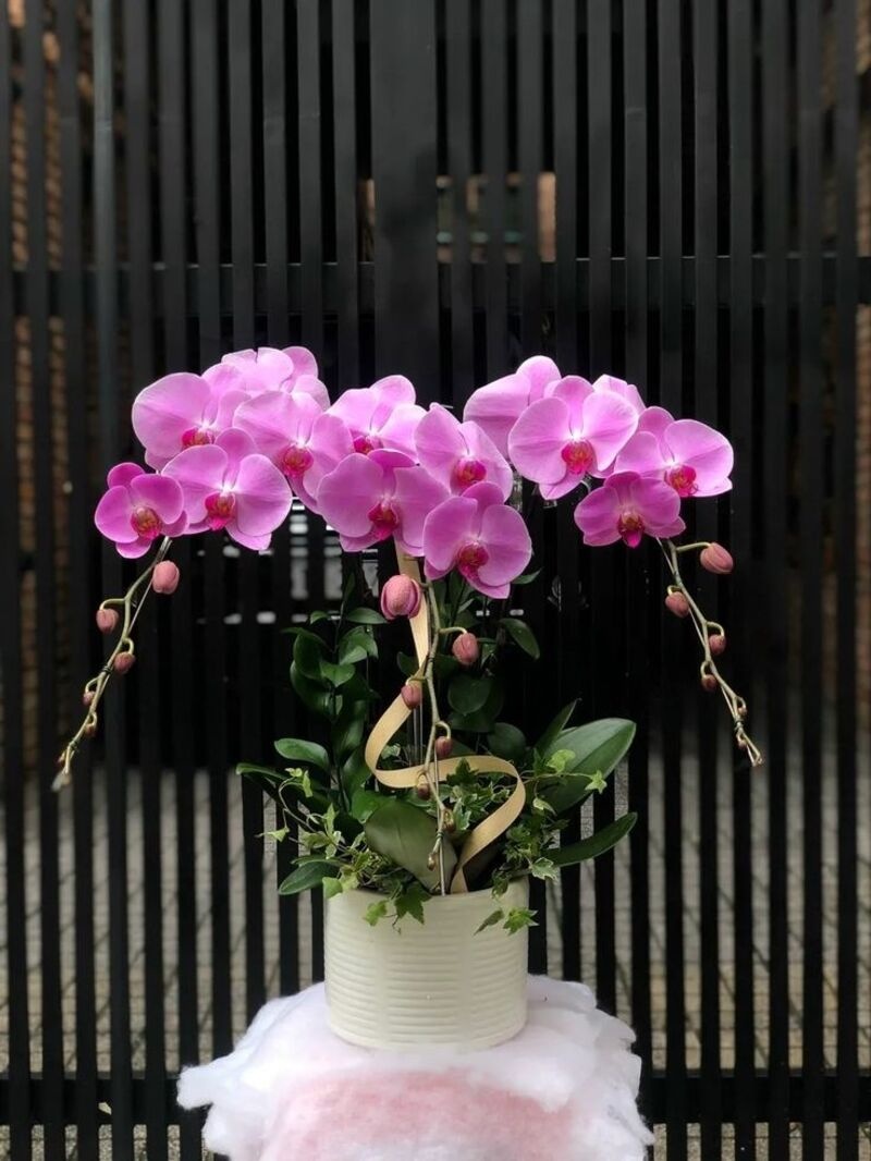 Hoa lan hồ điệp màu hồng tươi mang lại cảm giác tươi mát, lãng mạn