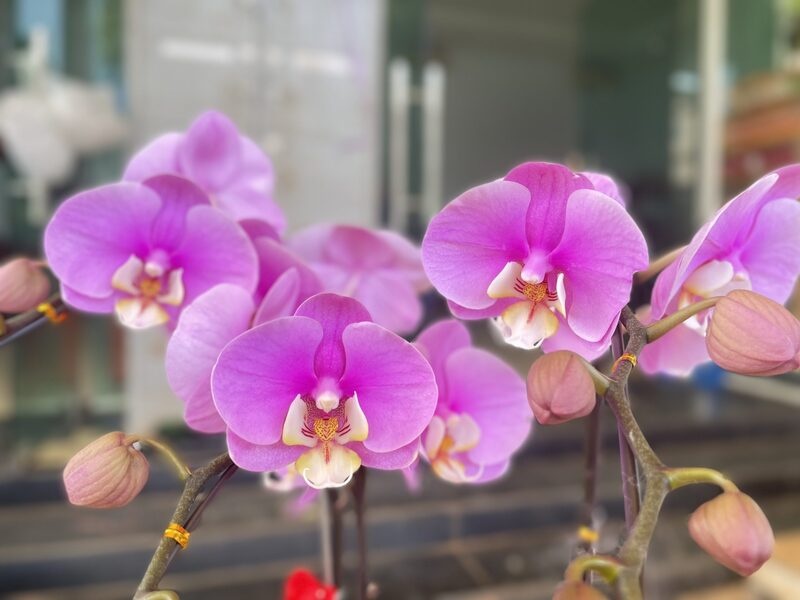 Lan hồ điệp màu hồng Anna mang vẻ đẹp thanh lịch, tinh tế