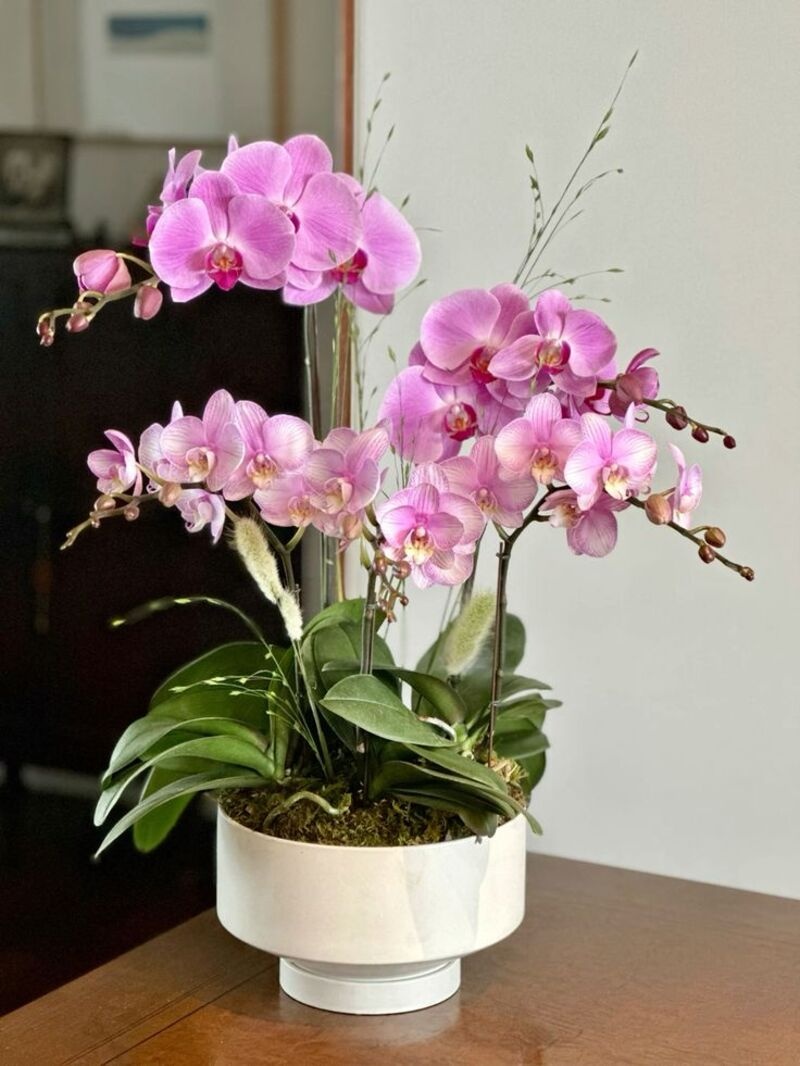 Lan hồ điệp màu hồng phấn tượng trưng cho niềm vui và những khởi đầu tích cực