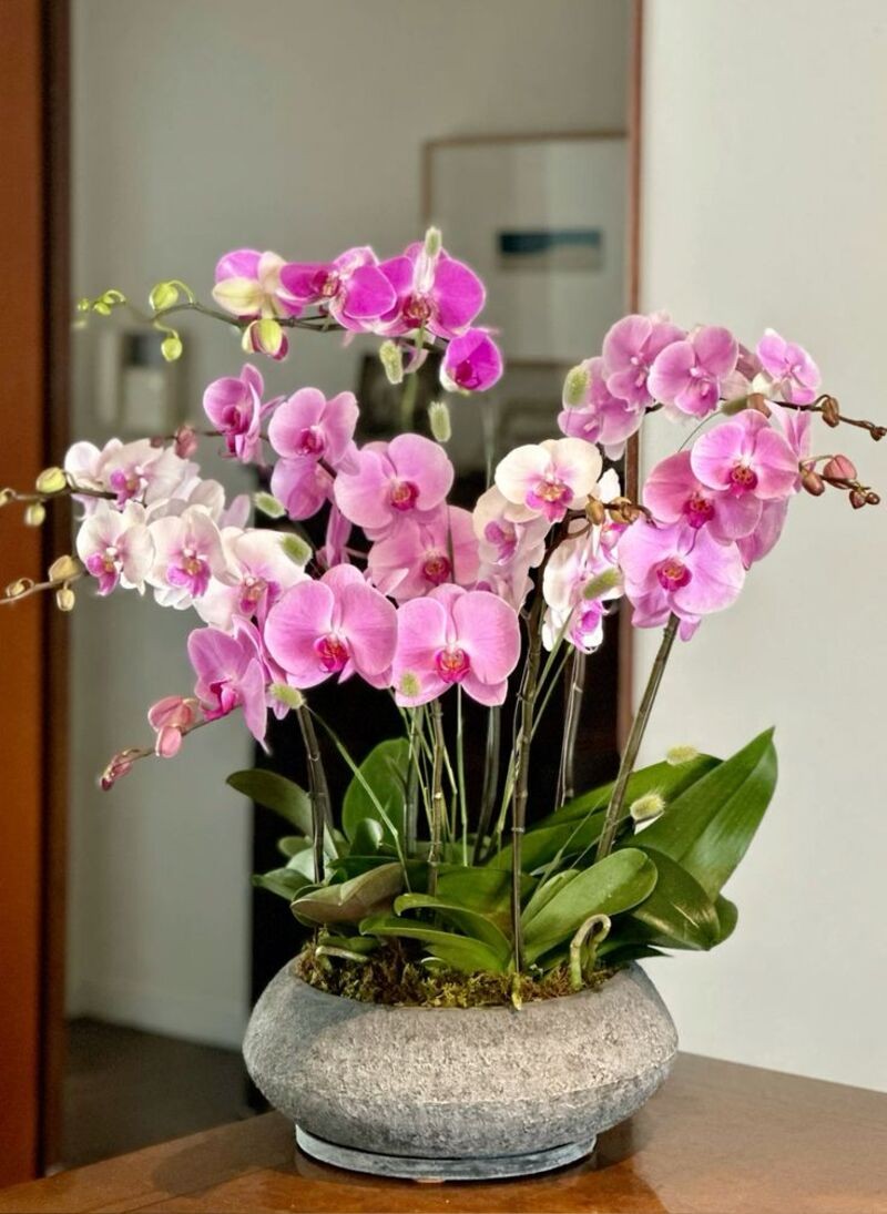 Cách chọn lan hồ điệp hồng đẹp