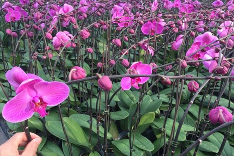 Hướng dẫn cách trồng và chăm sóc lan hồ điệp hồng để hoa tươi lâu, sinh trưởng tốt