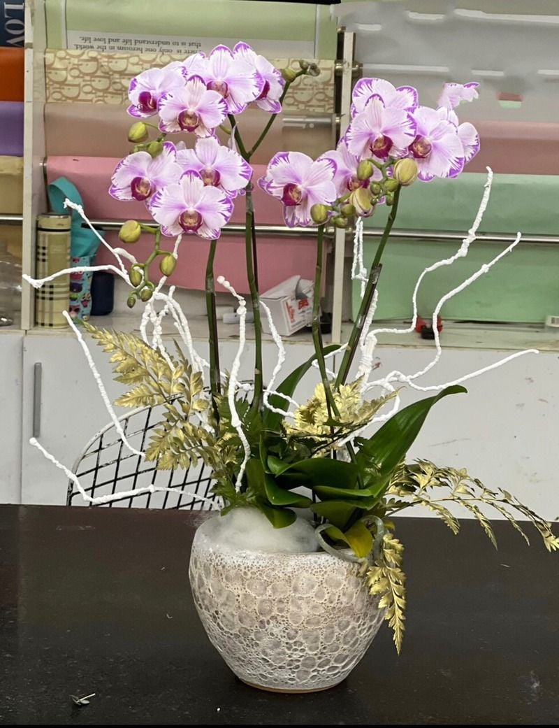 Lan hồ điệp mini có kích thước nhỏ gọn