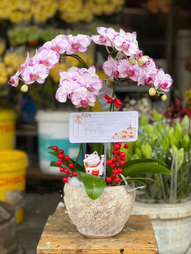 Hoa lan hồ điệp mini giúp thu hút may mắn, tài lộc