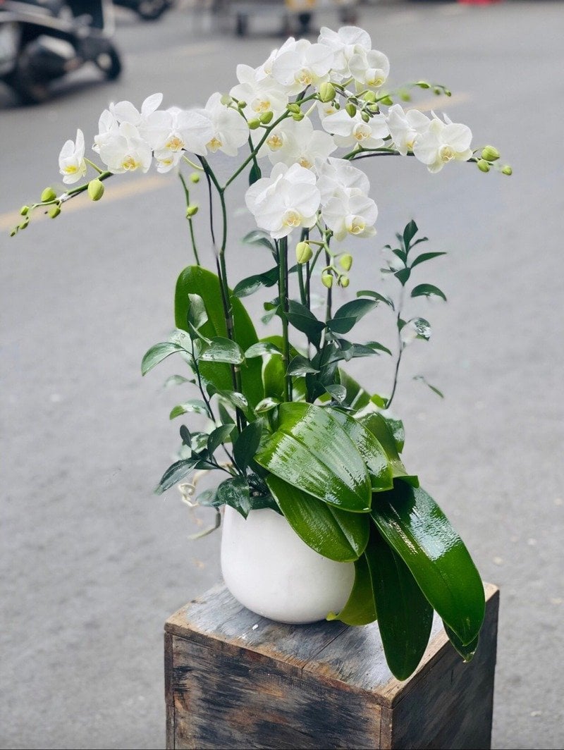 Hoa lan hồ điệp mini được yêu thích bởi độ bền hoa lâu và cách chăm sóc đơn giản