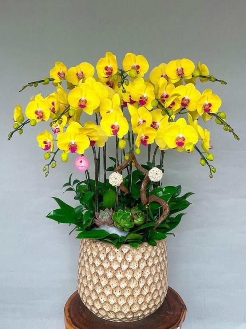 Cách chăm sóc hoa lan hồ điệp mini