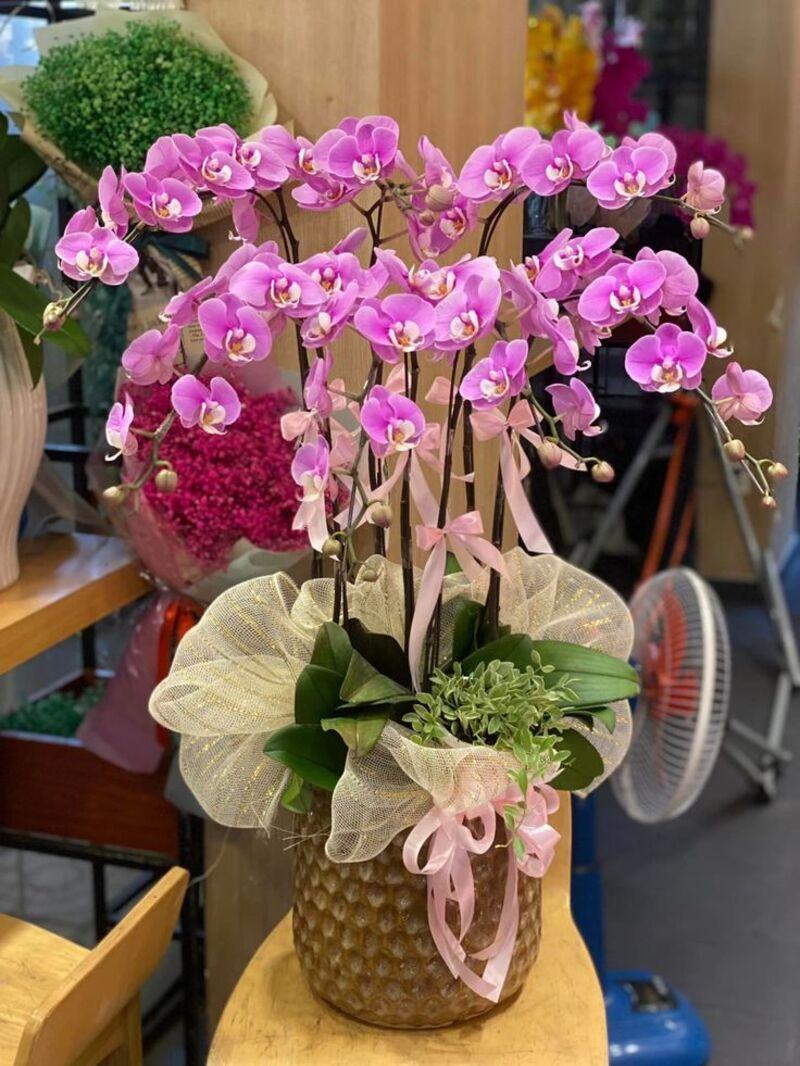 Hoa lan hồ điệp chuẩn sẽ có lá dày, cứng cáp, màu hoa sắc nét