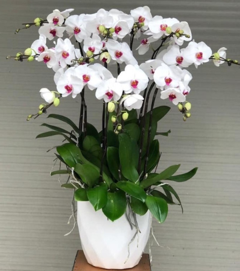 Mẫu lan hồ điệp trắng lưỡi đỏ