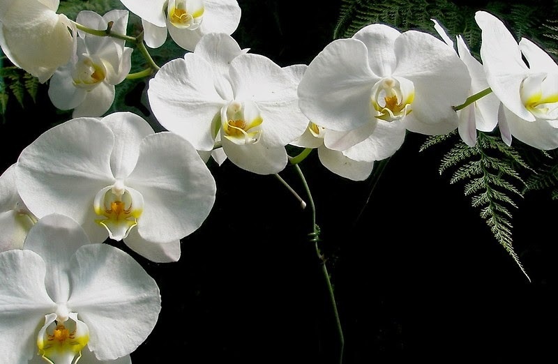 Mẫu lan hồ điệp trắng đột biến lạ, độc đáo