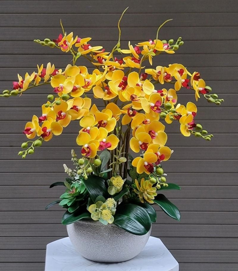 Đặc điểm của hoa lan hồ điệp vàng