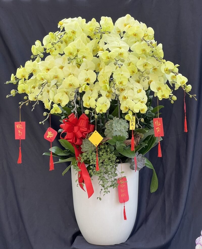 Mẫu chậu lan hồ điệp vàng 20 cành đẹp, sang trọng