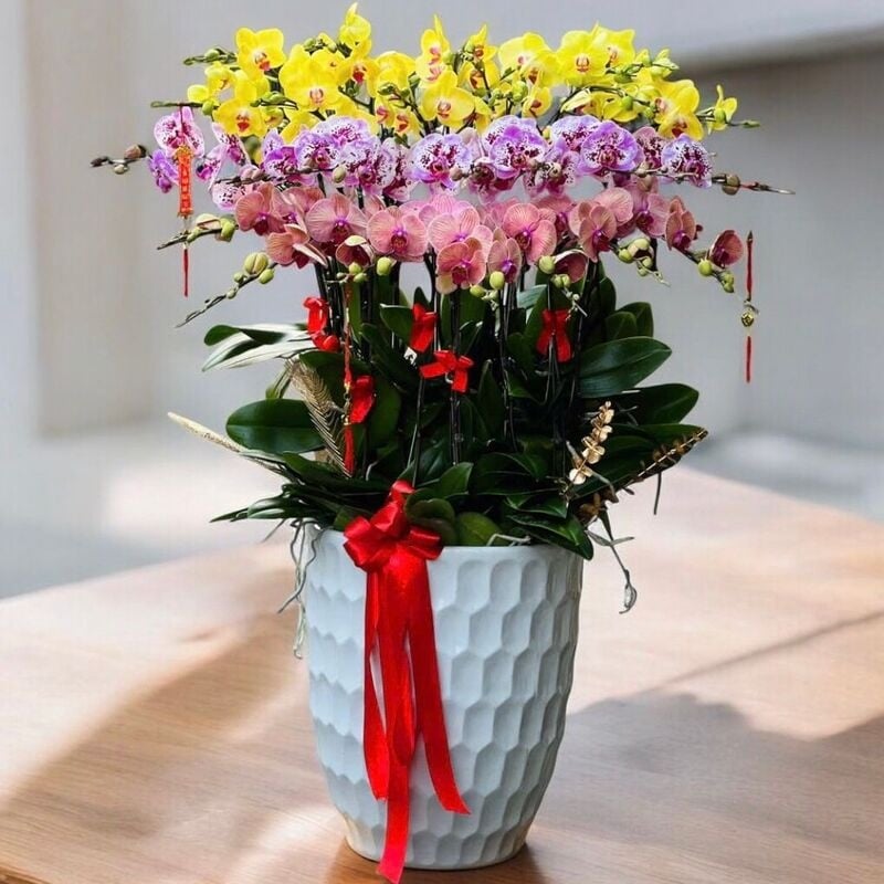 Chậu lan hồ điệp vàng phối màu là quà tặng ý nghĩa cho dịp tết