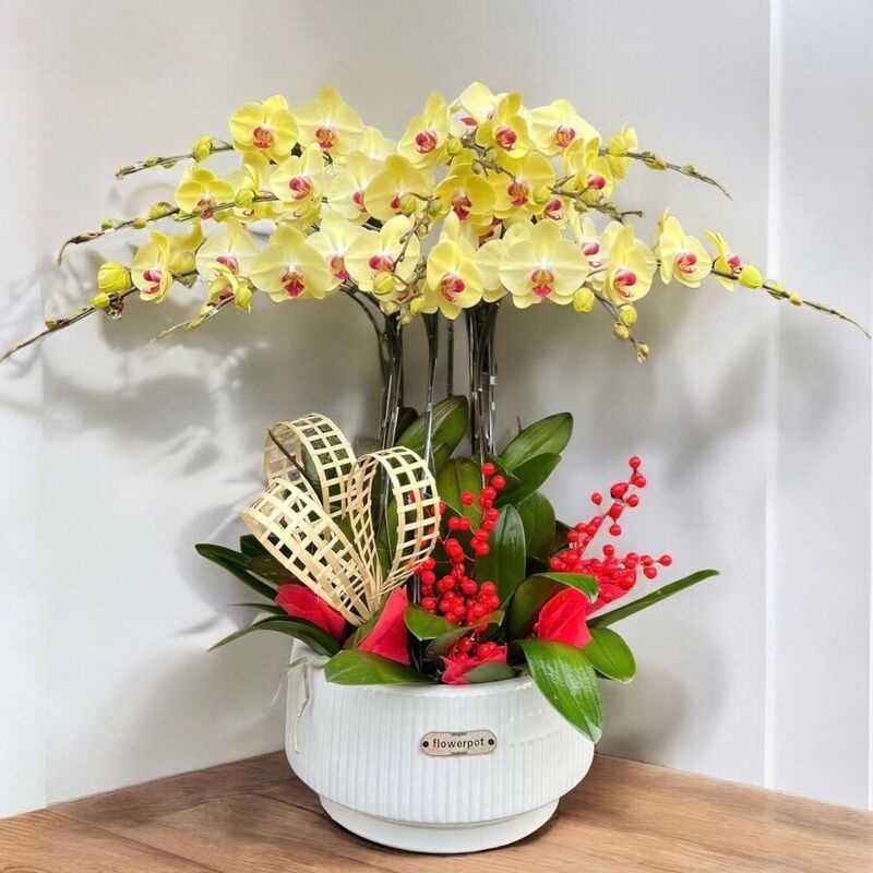 Lan hồ điệp vàng là món quà tuyệt vời cho các dịp khai trương, lễ tết