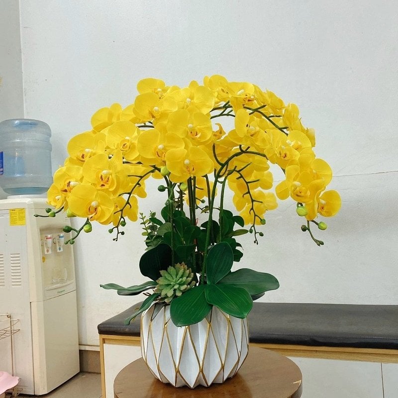 Hoa lan hồ điệp vàng mang ý nghĩa tâm linh đặc biệt