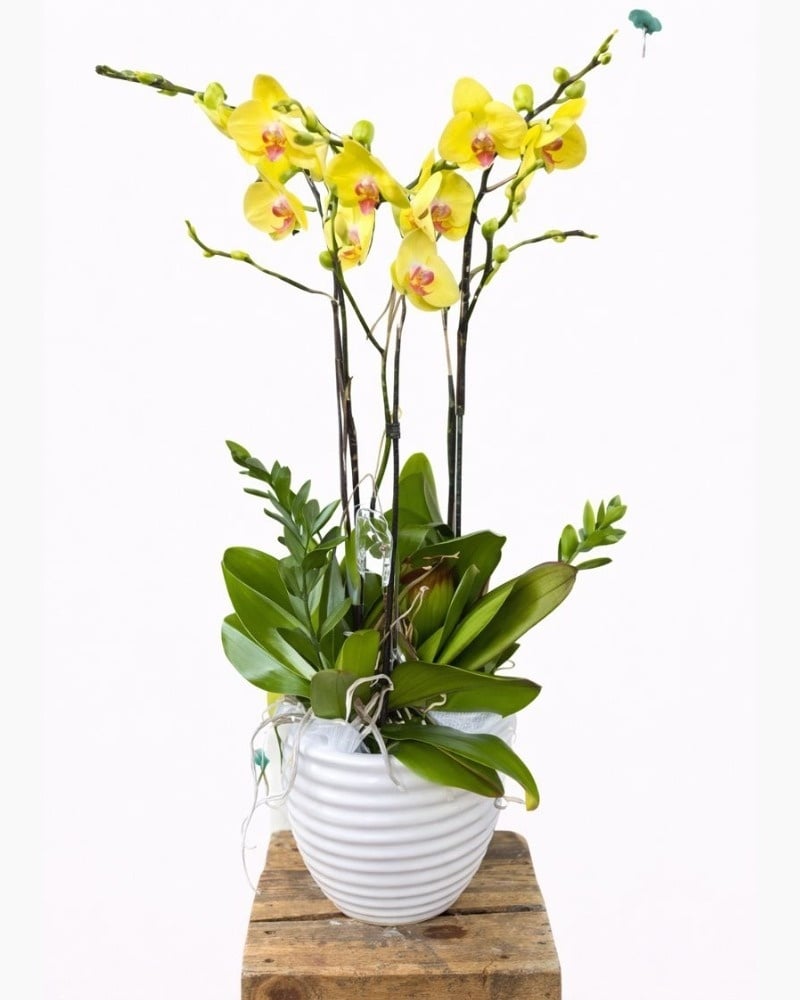 Hoa lan hồ điệp vàng 3 cành phù hợp với nhiều nhu cầu trưng bày và biếu tặng