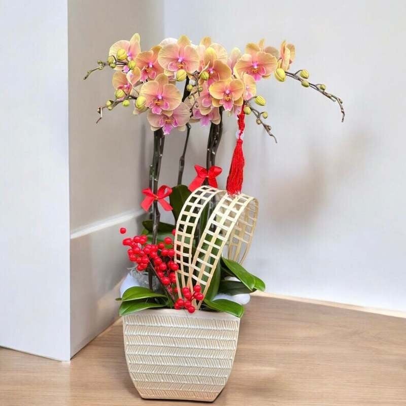 Mẫu lan hồ điệp 5 cạnh vàng tím sang trọng của Flosa