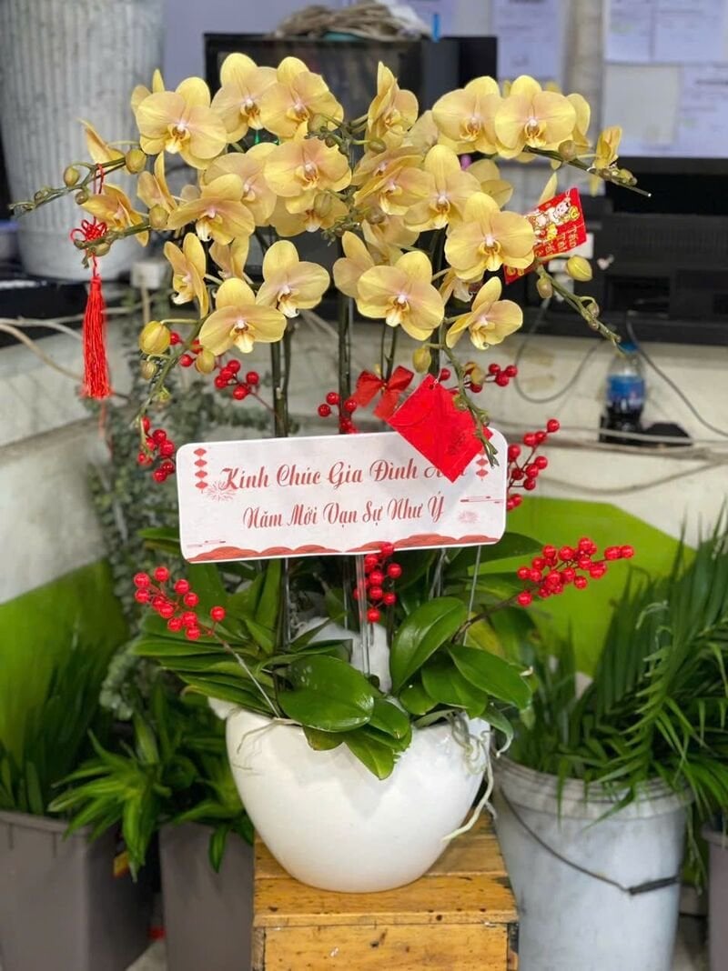Lan hồ điệp vàng 7 cành tượng trưng cho sự may mắn và thành công