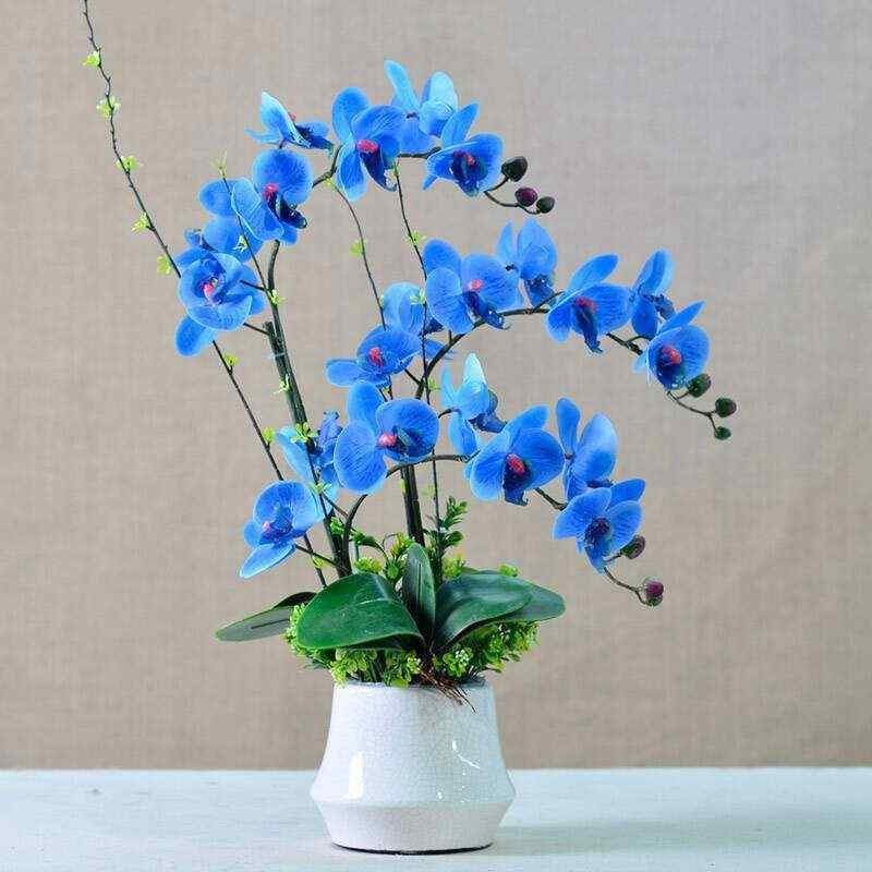 Hoa lan hồ điệp màu xanh được lai tạo từ kỹ thuật đặc biệt