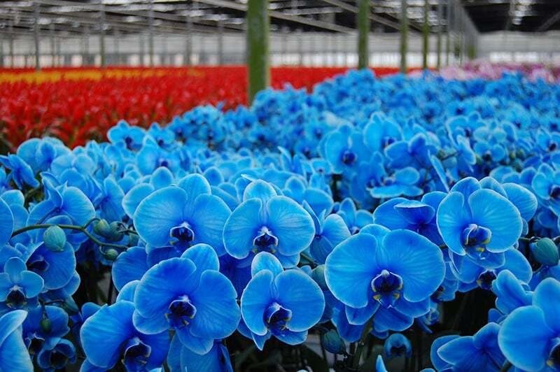 Lan hồ điệp xanh là loại cây ưa ẩm, không chịu được nắng gắt