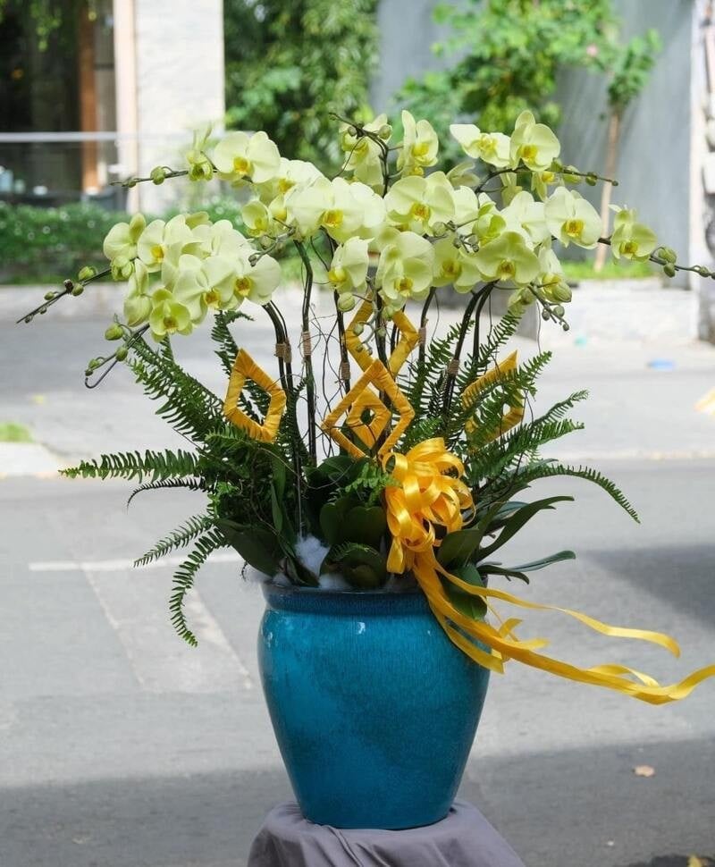 Hoa lan hồ điệp xanh cốm có màu tươi nhẹ như cốm non