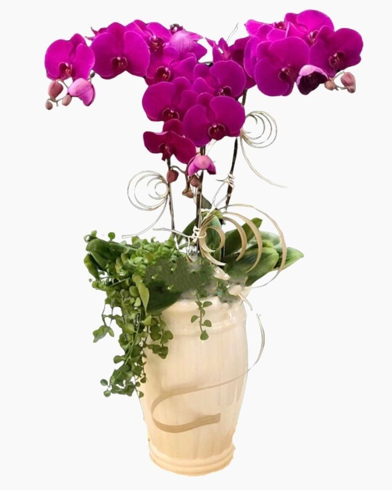 Ý nghĩa của hoa lan hồ điệp tím