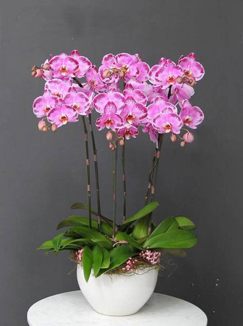 Chậu lan hồ điệp tím đột biến với gam màu phá cách, mới lạ