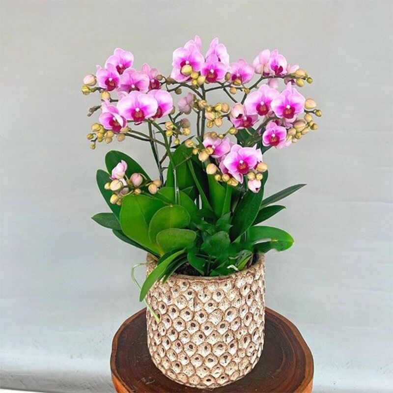 Tiểu hồ điệp tím nhỏ xinh phù hợp để chưng trên bàn