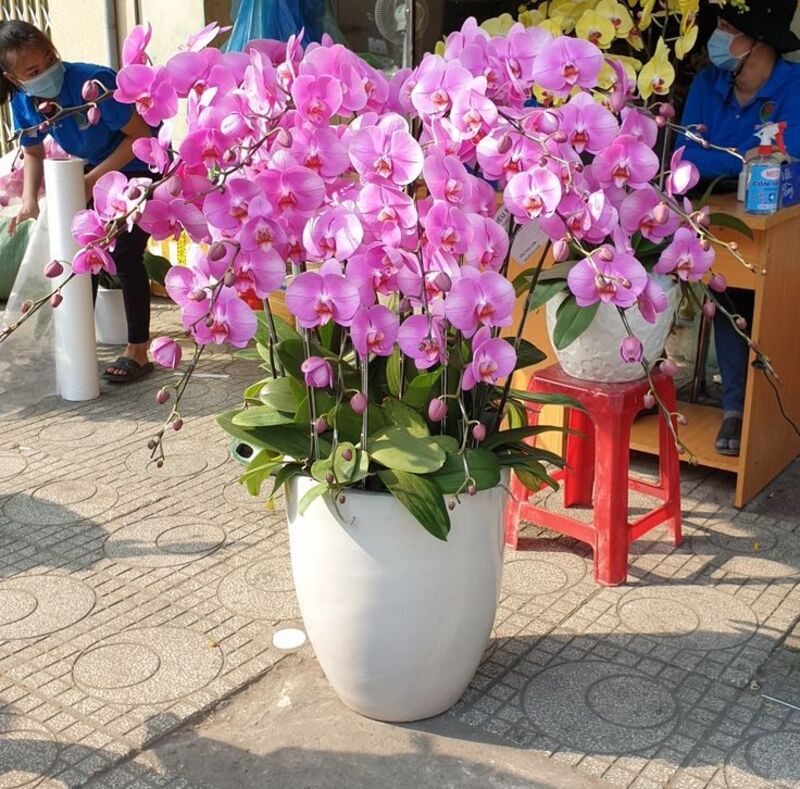 Giá lan hồ điệp tím dao động từ 250.000 đến trên 2 triệu đồng tuỳ số cành, mẫu chậu