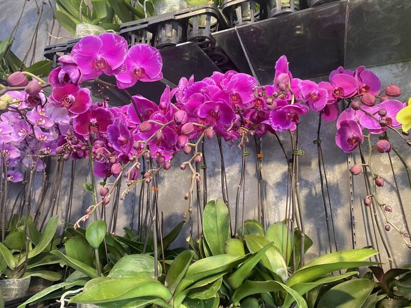 Các bước trồng hoa lan hồ điệp tím tại nhà