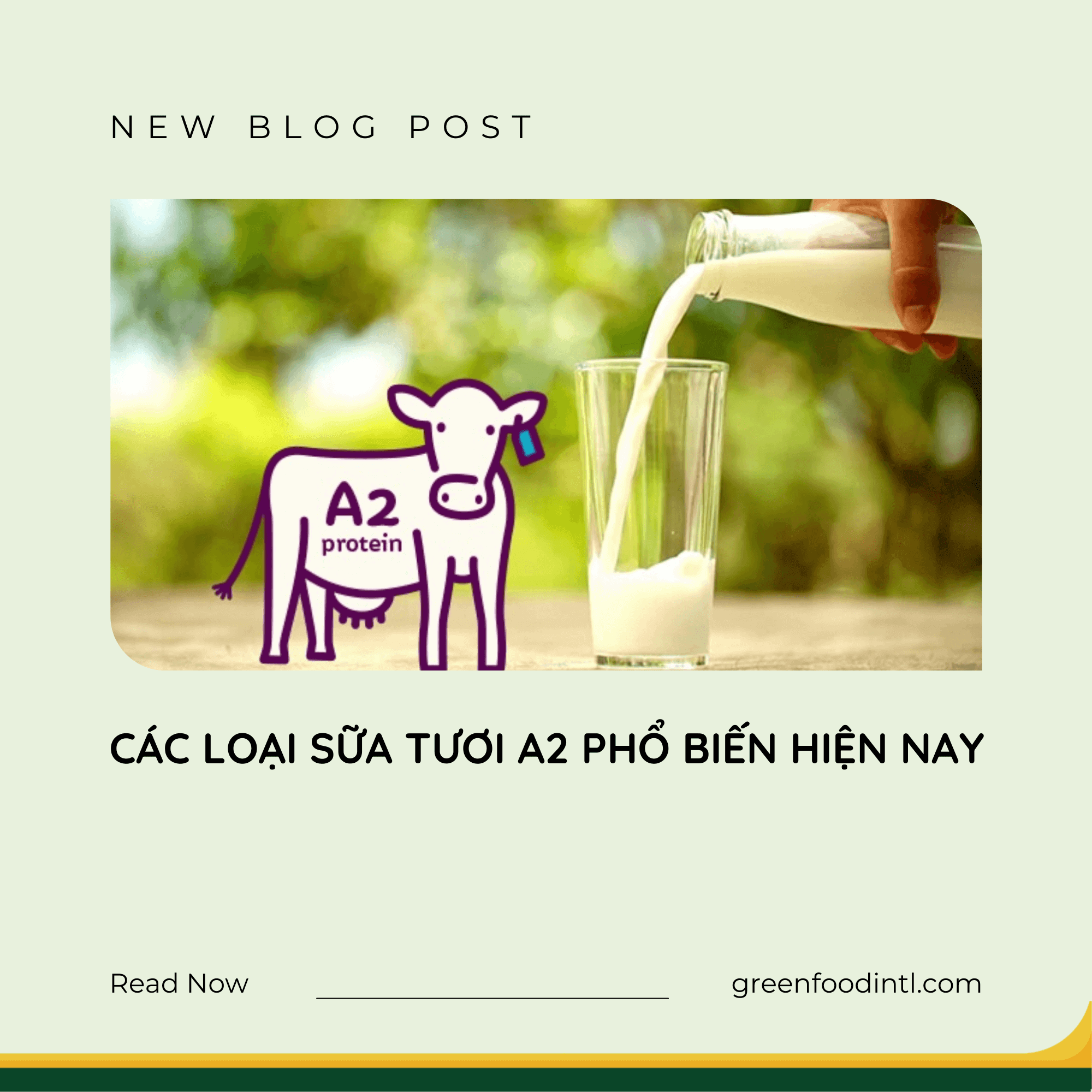 CÁC LOẠI SỮA TƯƠI A2 PHỔ BIẾN HIỆN NAY