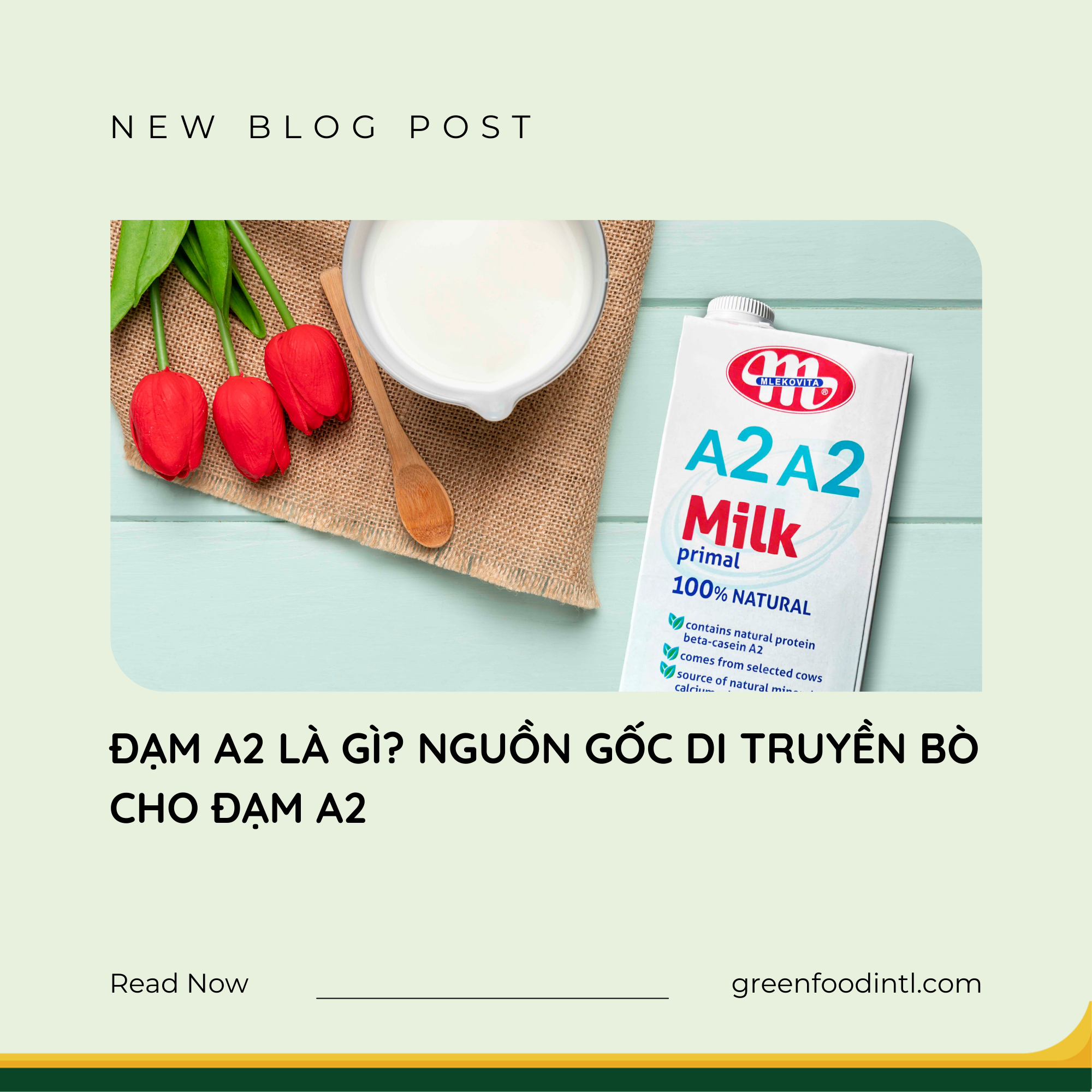 ĐẠM A2 LÀ GÌ? NGUỒN GỐC DI TRUYỀN BÒ CHO ĐẠM A2