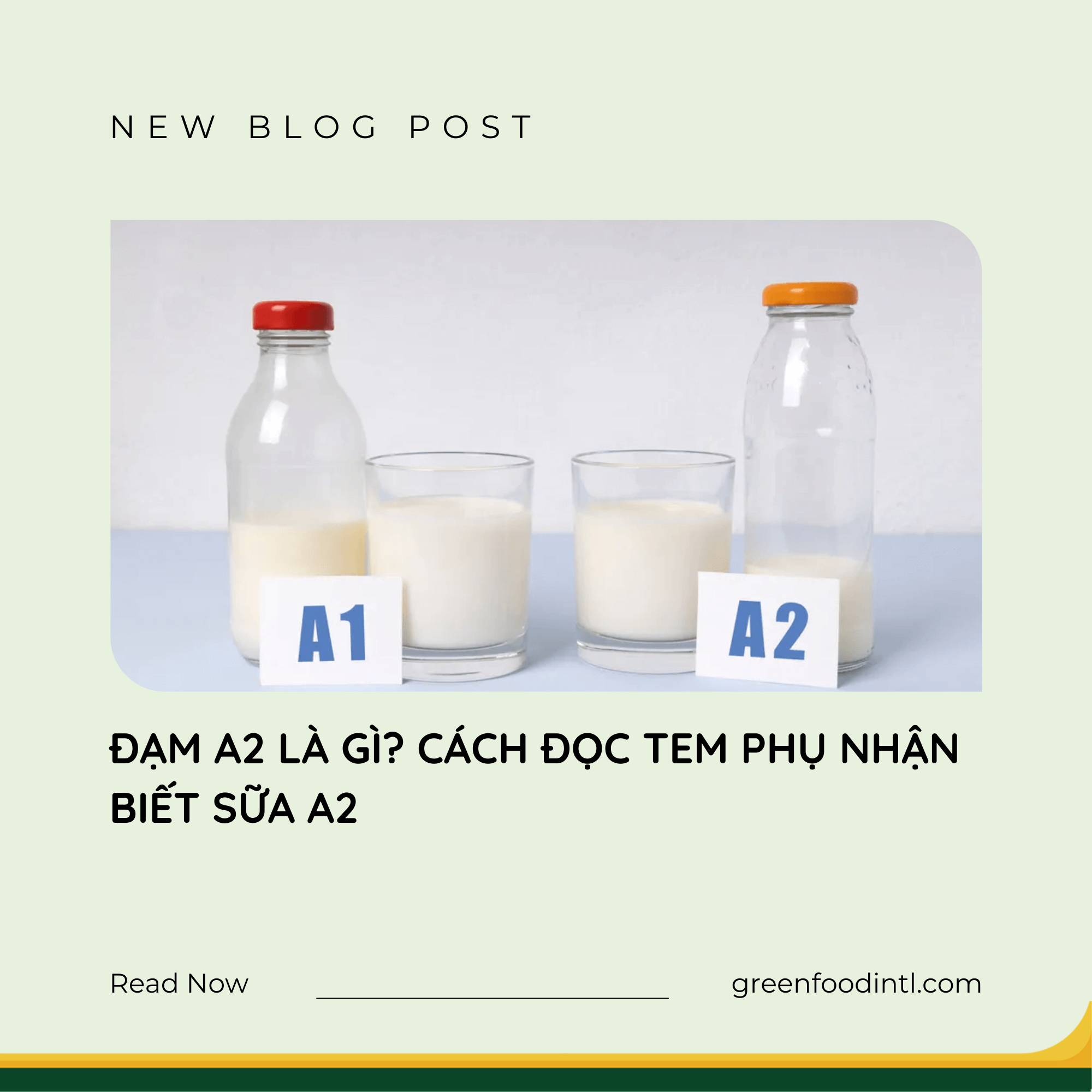 ĐẠM A2 LÀ GÌ? CÁCH ĐỌC TEM PHỤ NHẬN BIẾT SỮA A2