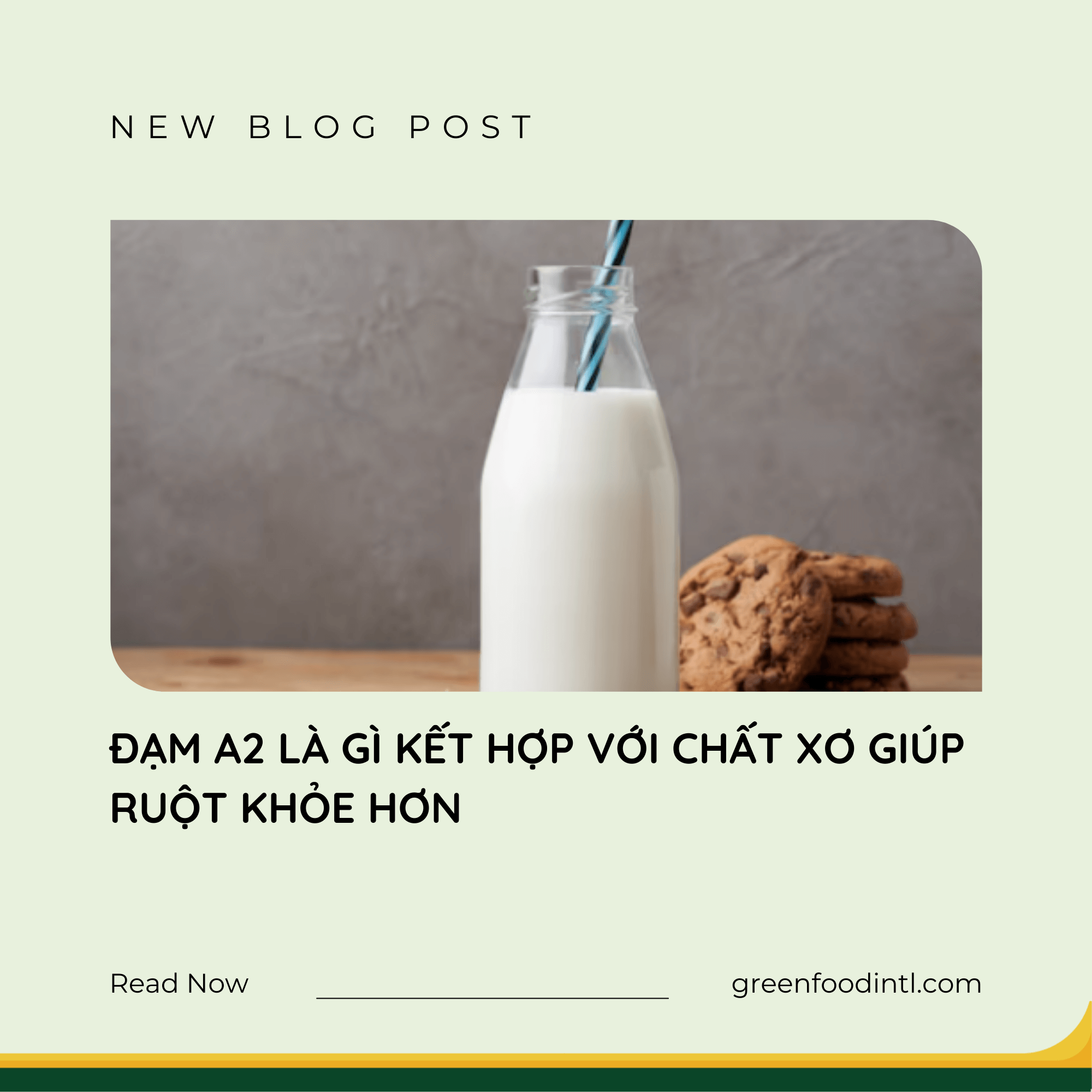 ĐẠM A2 LÀ GÌ KẾT HỢP VỚI CHẤT XƠ GIÚP RUỘT KHỎE HƠN