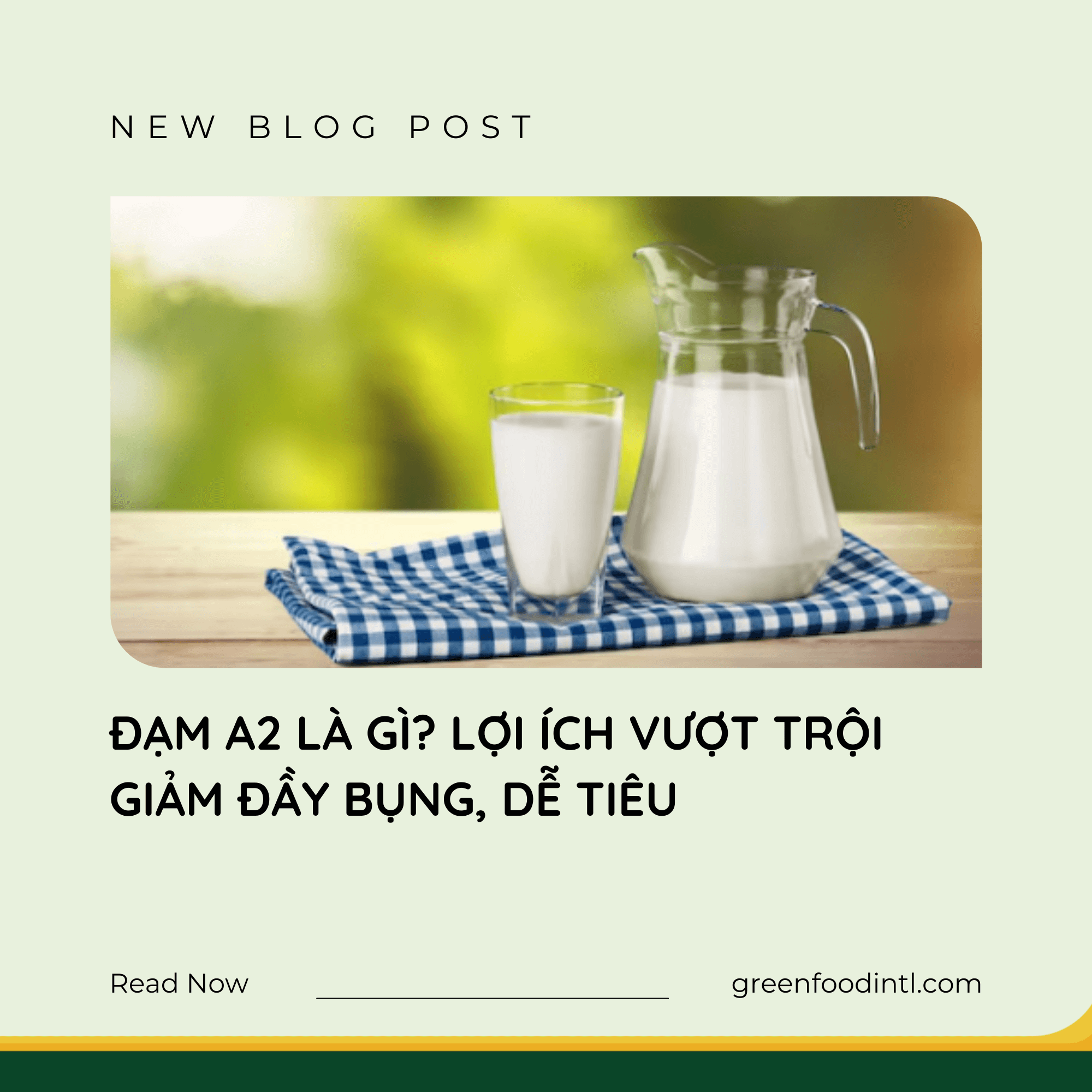ĐẠM A2 LÀ GÌ? LỢI ÍCH VƯỢT TRỘI GIẢM ĐẦY BỤNG, DỄ TIÊU