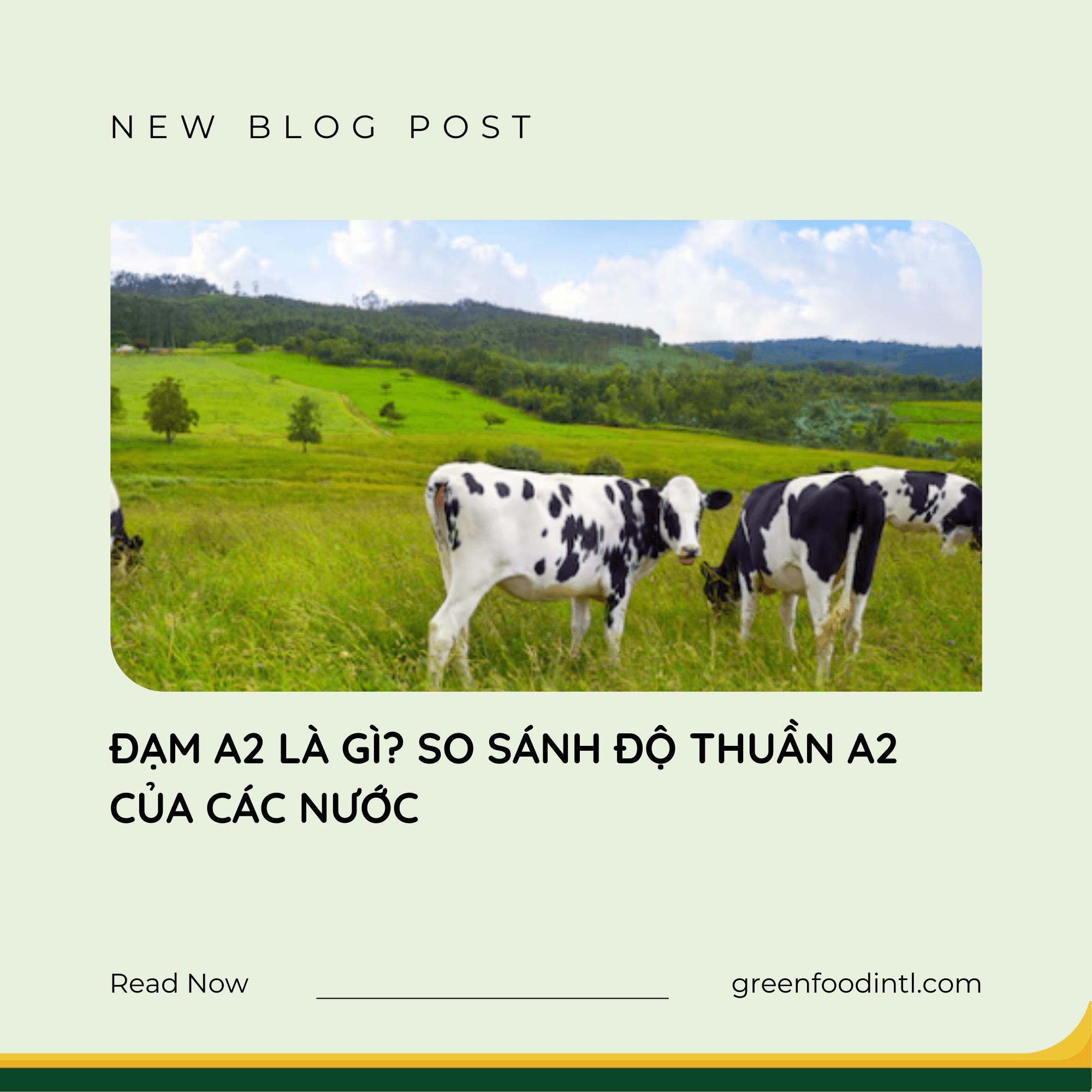 ĐẠM A2 LÀ GÌ? SO SÁNH ĐỘ THUẦN A2 CỦA CÁC NƯỚC